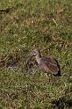 158 Okavango Delta, hadeda ibis